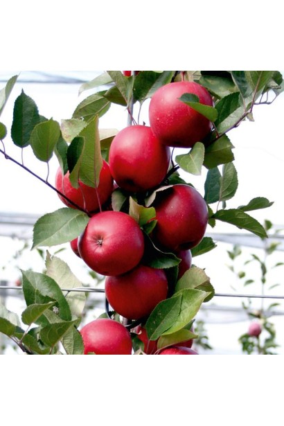 Редлав Одіссо — яблуня з яскраво-червоними плодами.